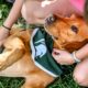 Michigan State's Zeke the Wonderdog